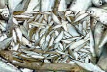 North Bengal: ১০০০ থেকে ১৪০০ টাকা প্রতি কেজি...নতুন বছরের শুরুতেই আকাশছোঁয়া বোরোলি মাছের দাম