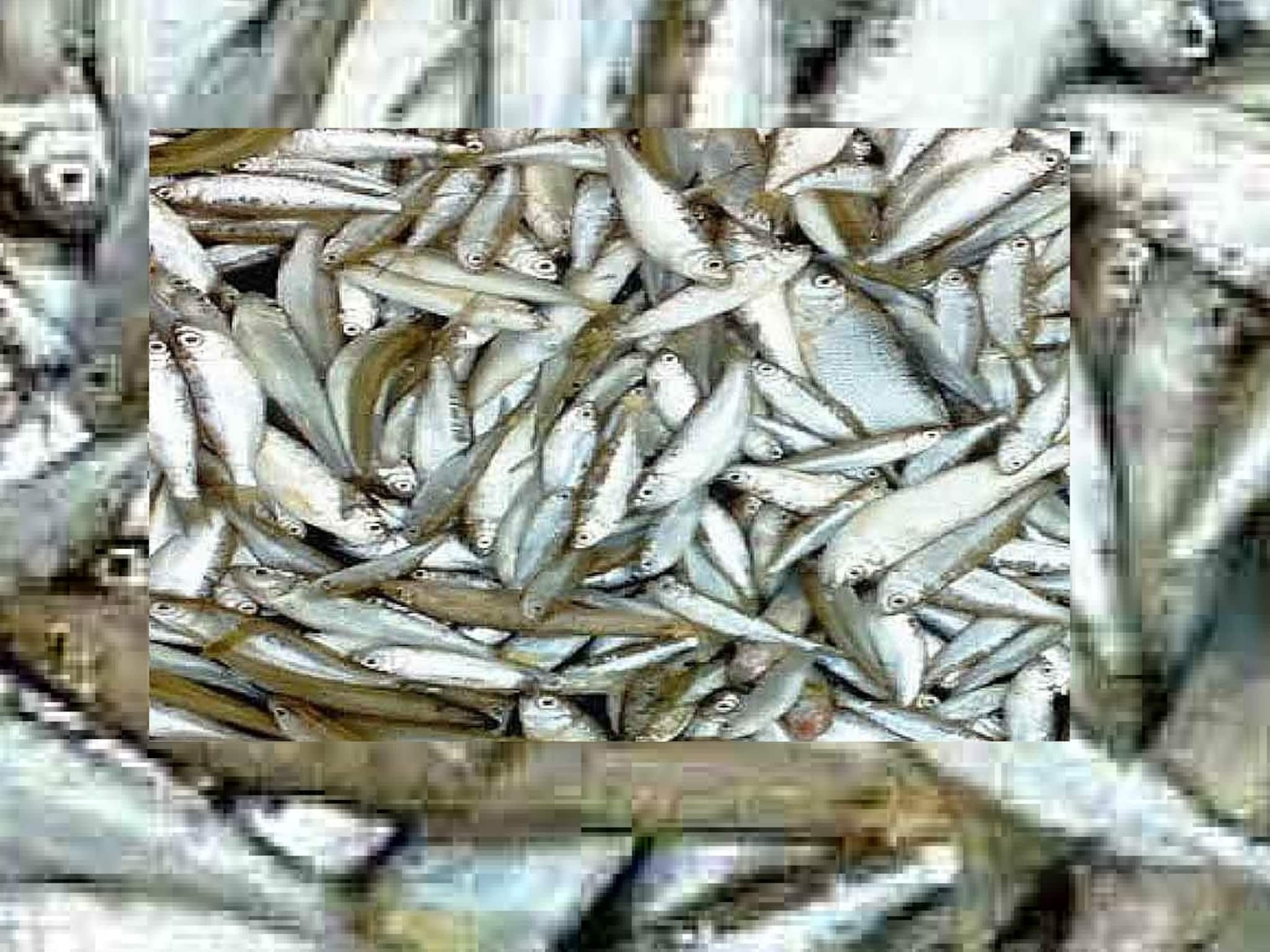 ১০০০ থেকে ১৪০০ টাকা প্রতি কেজি...নতুন বছরের শুরুতেই আকাশছোঁয়া বোরোলি মাছের দাম