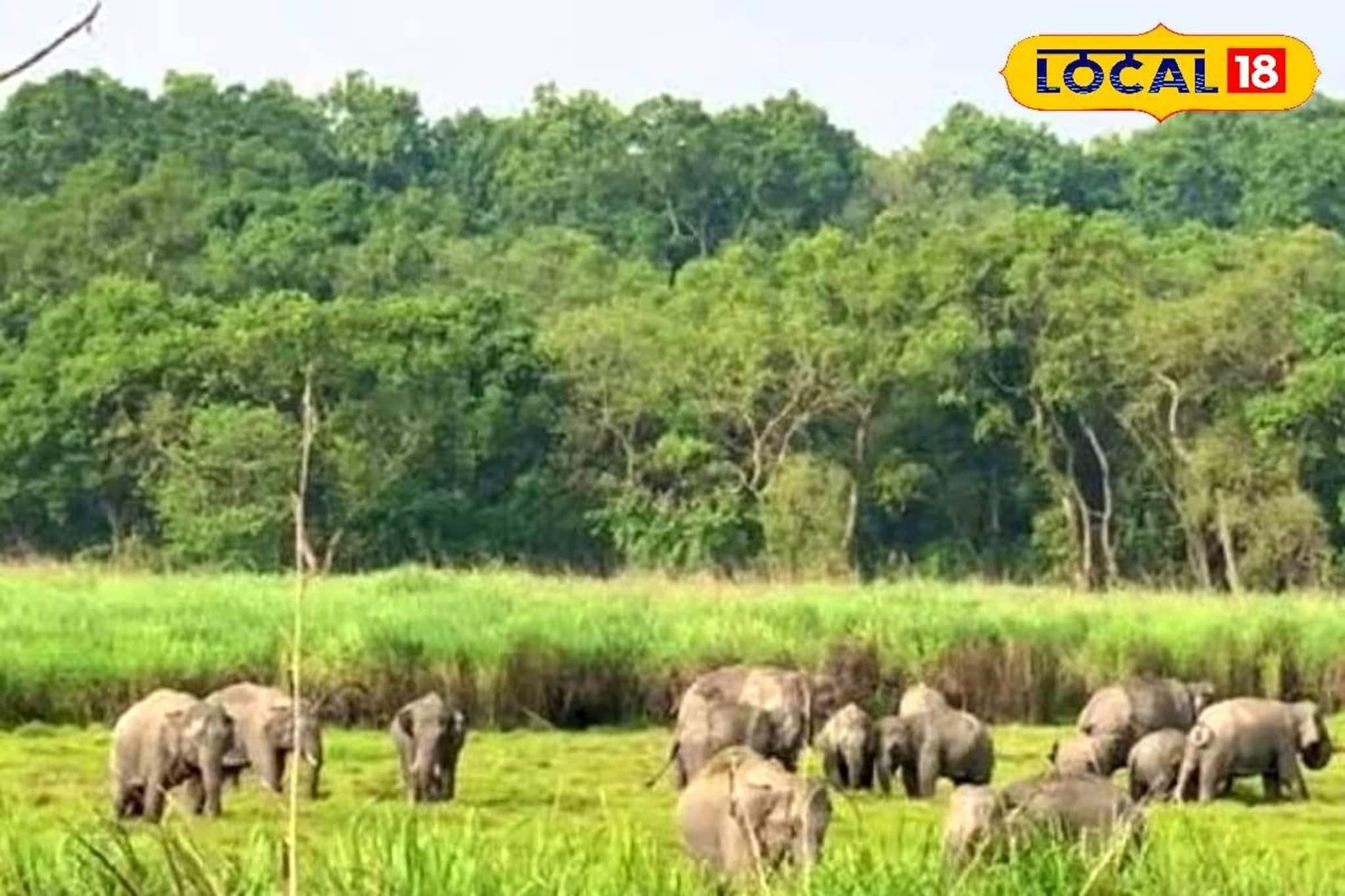 মুখ্যমন্ত্রীর নির্দেশের পরেই 'অ্যাকশন'! বন্যপ্রাণীদের রক্ষায় জলপাইগুড়িতে বড় উদ্যোগ