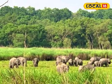 বন্যপ্রাণীদের