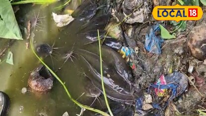 পুকুরে মরা শিঙি মাছ পুকুরে মরা শিঙি মাছ