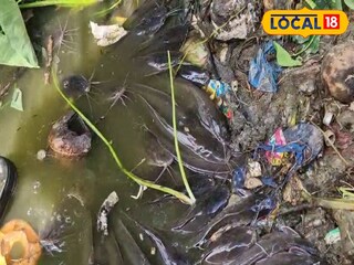 পুকুরে মরা শিঙি মাছ