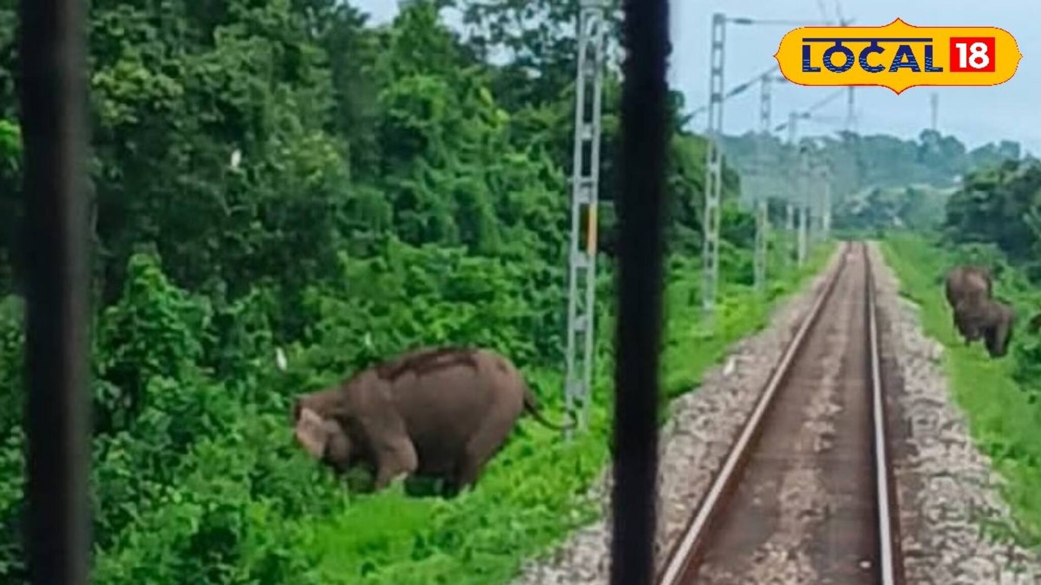 বড়সড় দুর্ঘটনা থেকে রক্ষা! রেললাইনে হাতির দল, চালকদের তৎপরতায় থামল ট্রেন