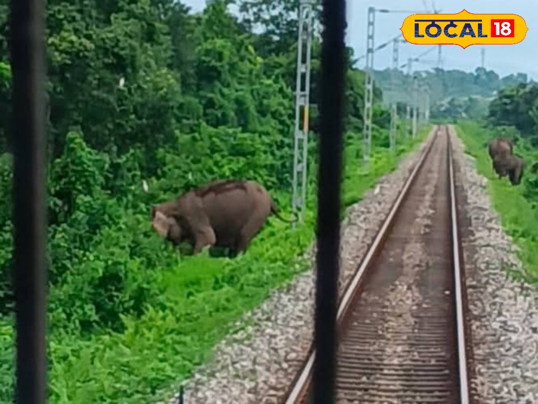রেললাইনে হঠাৎ হাতির দল! শেষ মুহূর্তে ব্রেক কষে বিপদ থেকে রক্ষা