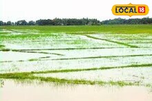 ব্যক্তি স্বার্থে সর্বনাশ করা হচ্ছে চাষিদের, হাহাকার দাঁইহাটে