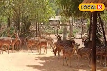 পথ ভুলে জঙ্গল থেকে চা বাগানে হরিণ! পিছু ধাওয়া কুকুরদের, তার পরেই ঘটে গেল মানবিক ঘটনা...
