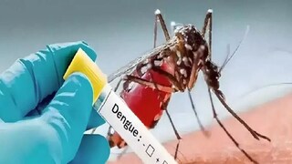 টানা বৃষ্টি, জমা জল! ডেঙ্গি পরিস্থিতি নিয়ে নবান্নে বিশেষ বৈঠক মুখ‍্য সচিবের, পুজোর আগে আরও সতর্ক রাজ‍্য