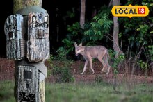 রাজ্যের এই জঙ্গলে বাড়ছে নেকড়ে-হায়না, সতর্ক বন বিভাগ