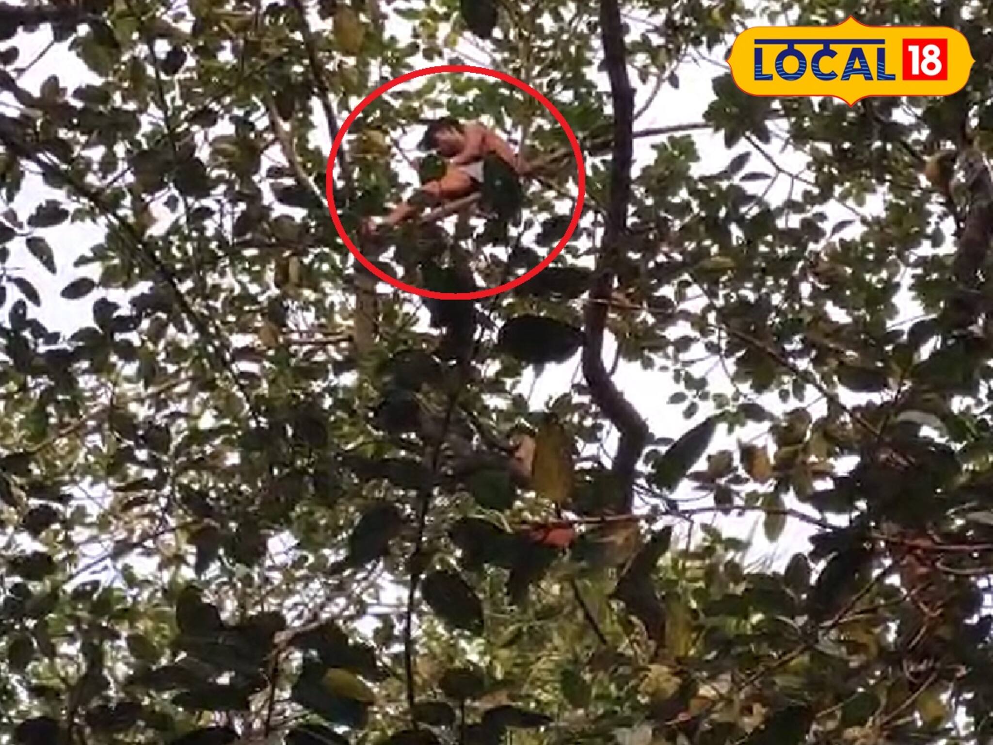 ঘরে অশান্তি করে গাছের মগডালে, নামাতে যুবকের পায়ে দড়ি! কীভাবে হল উদ্ধার?