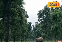 কখনও এশিয়ান হাইওয়ে আবার কখনও চা বাগান,কী করছে হাতির দল,দেখুন ভিডিও