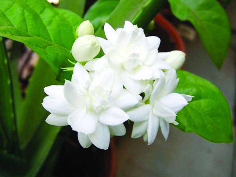২. কাটছাঁট:বেশি ফুল পেতে ডালপালা সঠিকভাবে ছাঁটা দরকার। শুকিয়ে যাওয়া ফুলের ডাল, হলদে পাতা ও শুকনো কাণ্ড কেটে দিলে নতুন শাখা গজায় এবং গাছের বৃদ্ধি ভাল হয়।