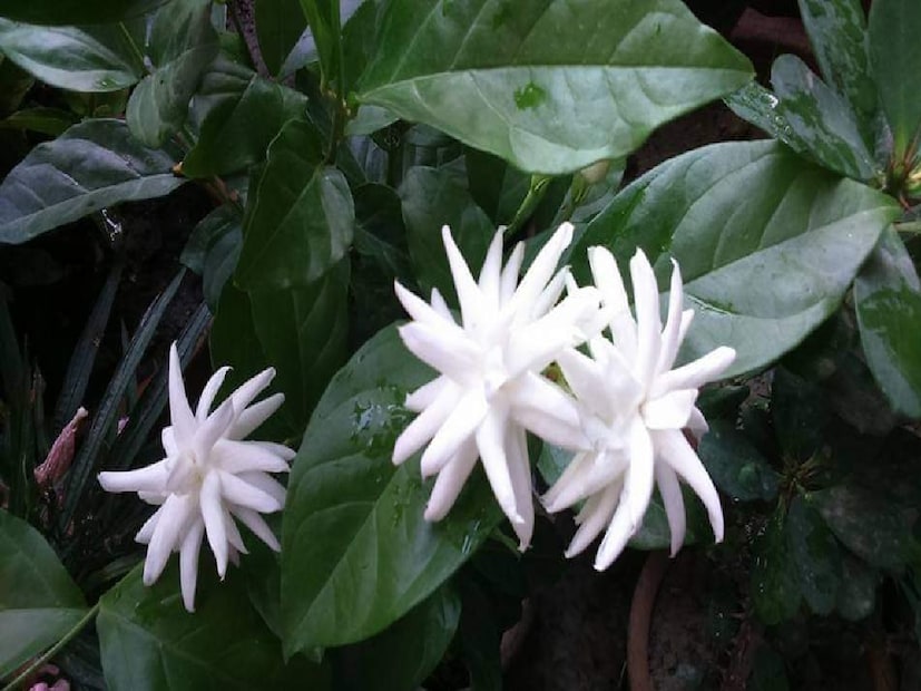 ৩. পোকা নিয়ন্ত্রণ:বর্ষায় পোকামাকড়ের আক্রমণ এড়াতে নিম তেলের স্প্রে বা বাজারচলতি কীটনাশক ব্যবহার করা যেতে পারে। তরল সাবান জলে গুলে স্প্রে করলেও কার্যকর হবে, তবে অনুপাত ঠিক রাখতে হবে।