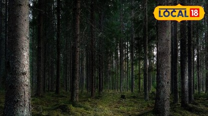 জঙ্গল জঙ্গল