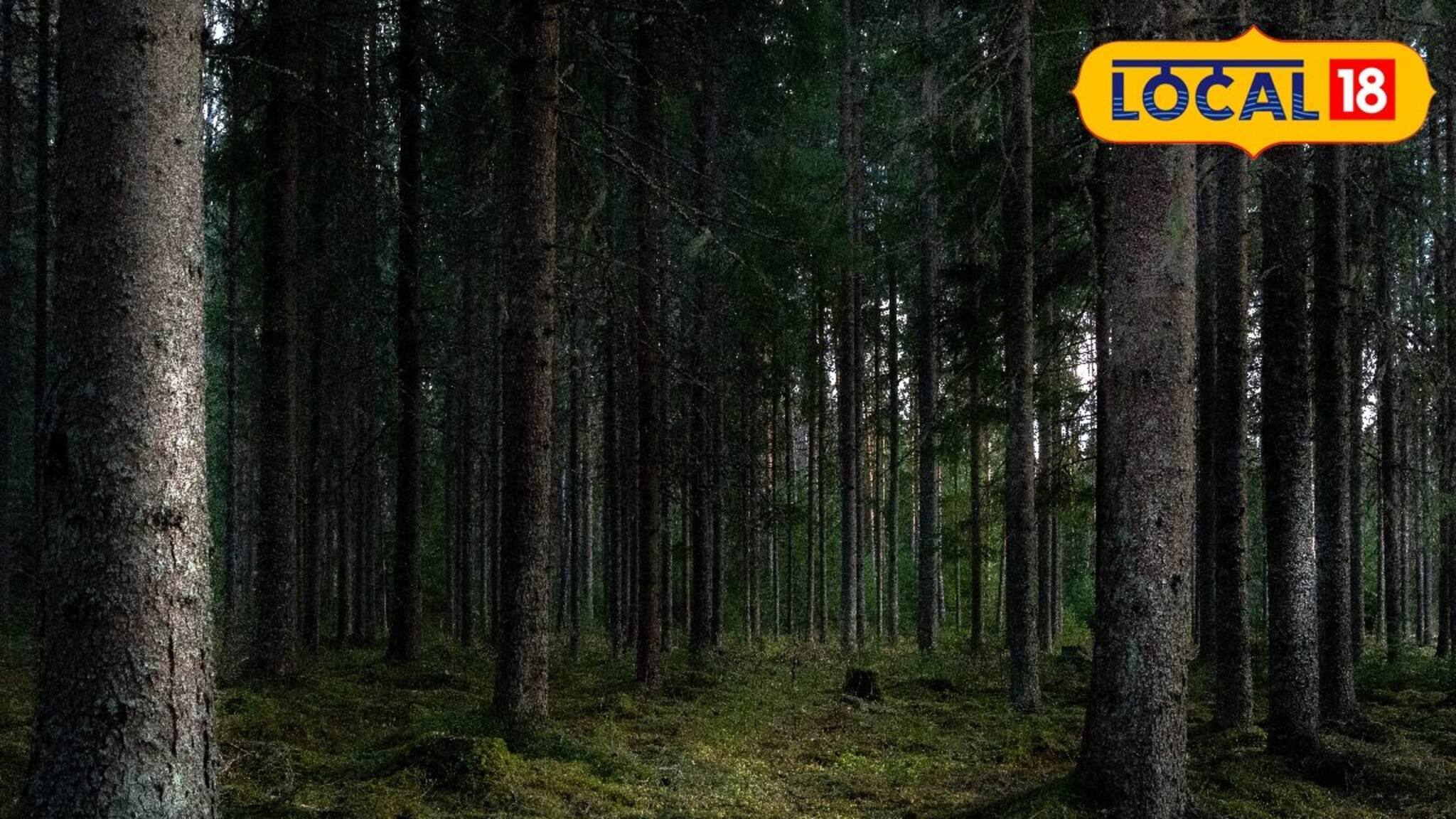 ফাঁকা জঙ্গলে গোপনে গোপনে চলছিল 'জঘন্য' কাজ! খবর পায় বন দফতর, হানা দিতেই জালে ২