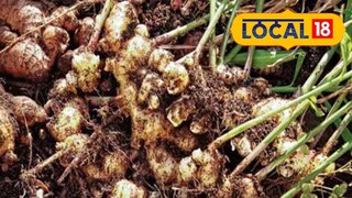 চাহিদা মেটাতে স্কুলে আদা, রসুন চাষের উদ্যোগ রাজ্যের। প্রতীকী ছবি 