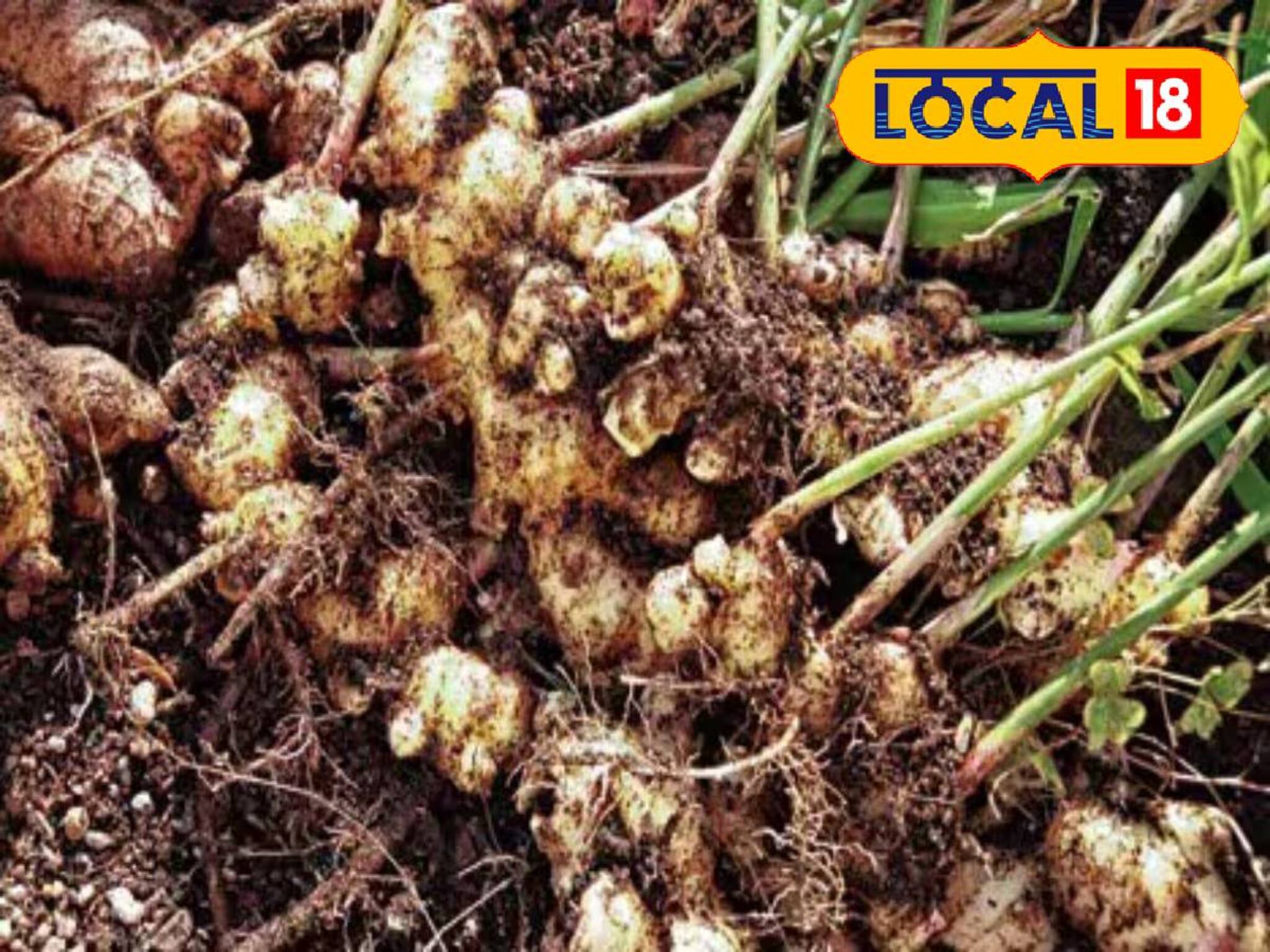 শুধু পড়াশোনা নয়, এবার স্কুলে হবে আদা-রসুন চাষ! চাহিদা মেটাতে অভিনব উদ্যোগ রাজ্যের