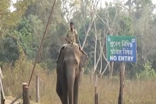 হাতিকে ঘিরে  গরুমারার পুজো প্যাকেজ ! পর্যটকদের জন্য বনদফতরের অভিনব আয়োজন