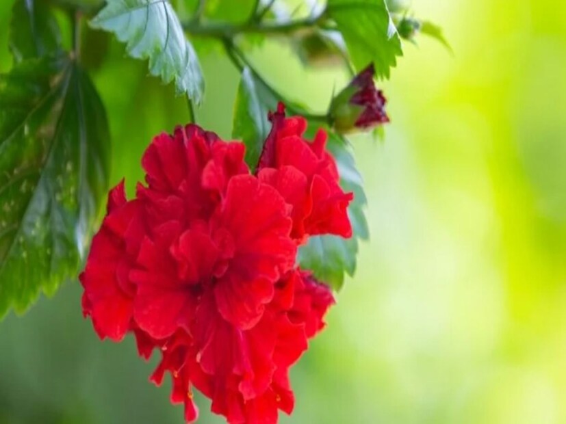 এই দ্রবণটি গাছে নাইট্রোজেন, ফসফরাস এবং পটাসিয়াম সরবরাহ করে, যার কারণে গাছের পাতাও চকচকে সবুজ থাকবে এবং গাছ শীতকালেও ফুল দেওয়ার জন্য প্রস্তুত হয়ে যাবে। তারপরেই ফুটবে ফুলের পর ফুল।