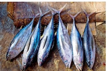 Fish: ক্যালসিয়ামের সিন্দুক, প্রোটিনের খনি...! মাত্র ২ দিন খান সস্তার 'এই' মাছ, টাক মাথায় গজাবে চুল, হাড় হবে শক্ত, যৌবন হবে চাঙ্গা