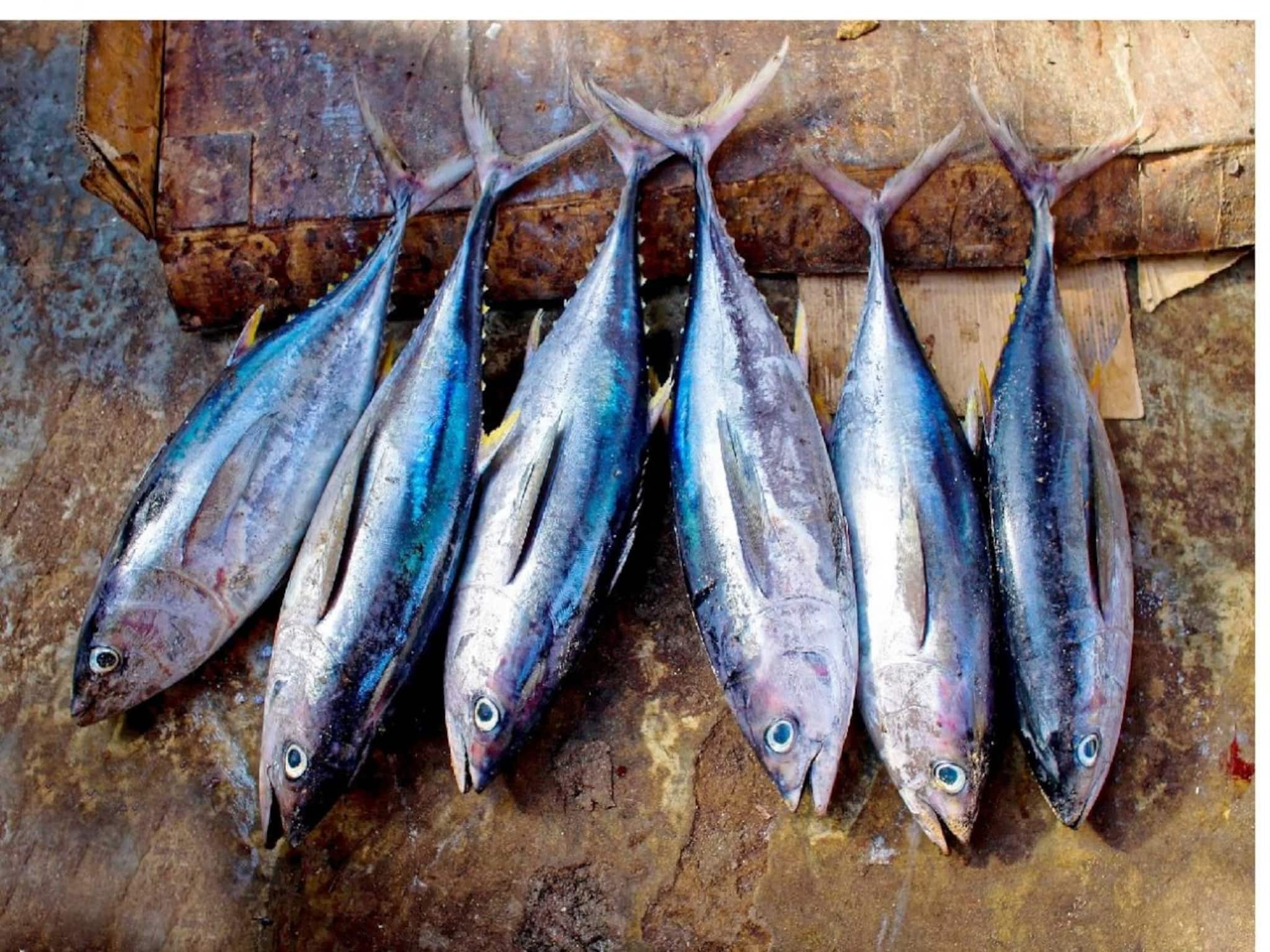 Fish: ক্যালসিয়ামের সিন্দুক, প্রোটিনের খনি...! মাত্র ২ দিন খান সস্তার 'এই' মাছ, টাক মাথায় গজাবে চুল, হাড় হবে শক্ত, যৌবন হবে চাঙ্গা