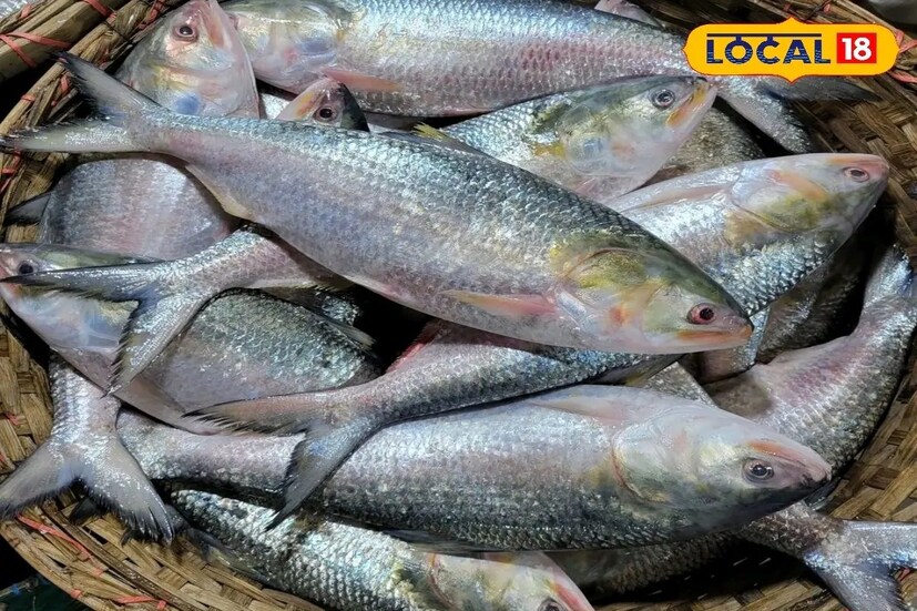 কারণ দুর্গাপুরের বাজারে মাত্র ৮০০ টাকা কেজি দরে দেদার বিকচ্ছে  এক থেকে দেড় কেজির ইলিশ মাছ। শুনতে অবাক লাগলেও এটাই সত্যি। এপার অথবা ওপার বাংলার ইলিশ নয়। সুদূর গুজরাট ও মহারাষ্ট্র সহ মুম্বাই শহরের খ্যাত 