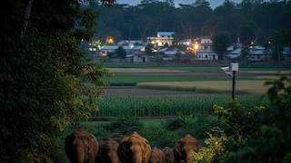 উত্তরবঙ্গে মানুষ-হাতি সংঘাত রোধে বন দফতরের নতুন উদ্যোগ