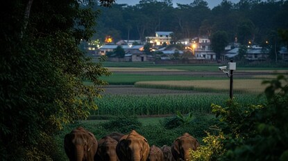 উত্তরবঙ্গে মানুষ-হাতি সংঘাত রোধে বন দফতরের নতুন উদ্যোগ উত্তরবঙ্গে মানুষ-হাতি সংঘাত রোধে বন দফতরের নতুন উদ্যোগ