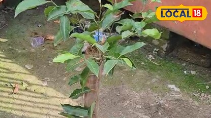 গাছ লাগানোকে কেন্দ্র করে উত্তেজনা ইসলামপুরে। গাছ লাগানোকে কেন্দ্র করে উত্তেজনা ইসলামপুরে।