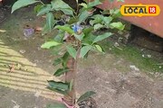 বকুলতলায় কে গাছ লাগাবে? সাতসকালে ধুন্ধুমার পরিস্থিতি ইসলামপুরে