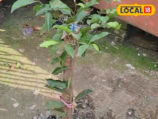 গাছ লাগানোকে কেন্দ্র করে উত্তেজনা ইসলামপুরে।
