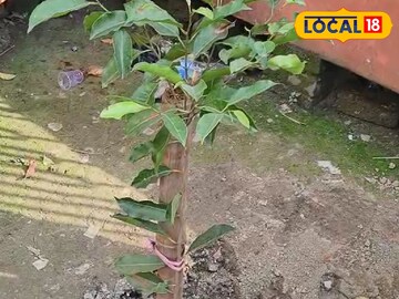 গাছ লাগানোকে কেন্দ্র করে উত্তেজনা ইসলামপুরে।