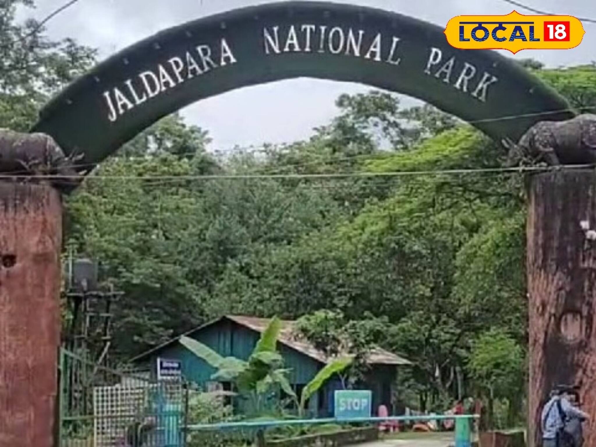 শুধু বন নয়, জীবিকাও রক্ষা করছে জলদাপাড়ার ঘাস চাষ