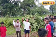 দিনেও দেখা যেত! টোপের ফাঁদে অবশেষে খাঁচাবন্দি 'আতঙ্ক'