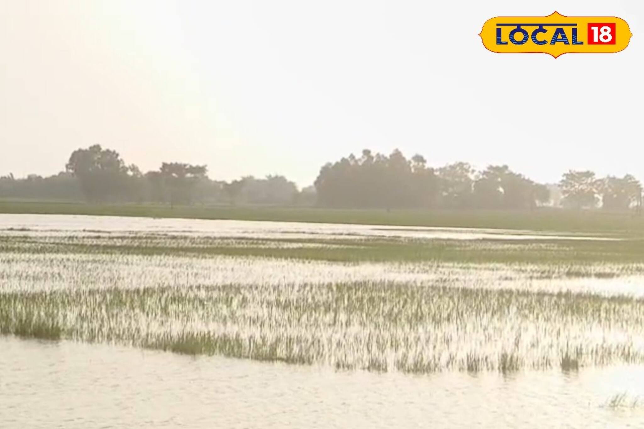ধান, সবজি সব জলের তলায়! ব্যাপক ক্ষতির মধ্যেই বড় সুখবর শোনালেন ঝাড়গ্রামের পঞ্চায়েত সমিতির কৃষি কর্মাধ্যক্ষ
