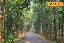 হাতি, বাঘ শেষে এবার জঙ্গলমহলে নতুন আতঙ্ক! ঘরে-বাইরে জ্বালাতন, চরম কষ্টে বাসিন্দারা