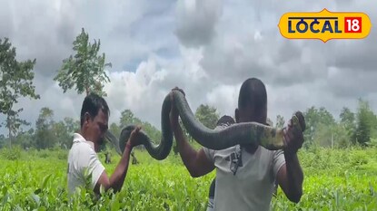 ১২ ফুটের কিং কোবরা উদ্ধার করলেন পরিবেশকর্মীরা ১২ ফুটের কিং কোবরা উদ্ধার করলেন পরিবেশকর্মীরা