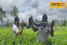 চা বাগানে শুয়ে ১২ ফুটের 'যমদূত'! দেখেই পগারপার শ্রমিকরা,উদ্ধারে কালঘাম ছুটল পরিবেশকর্মীদের