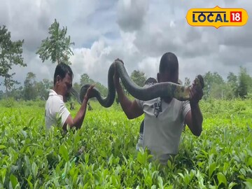 ১২ ফুটের কিং কোবরা উদ্ধার করলেন পরিবেশকর্মীরা