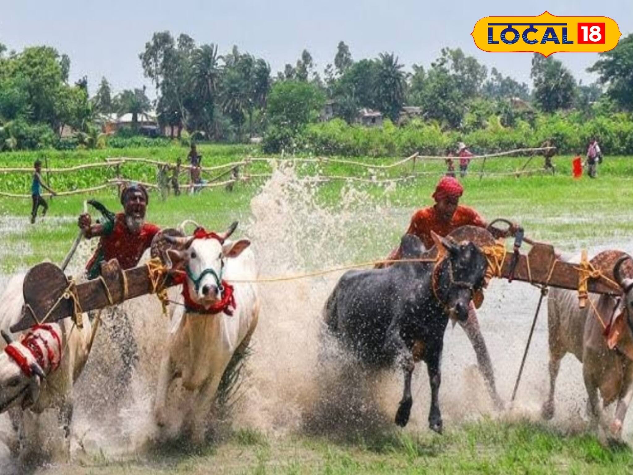 এই দৌড় কিন্তু অন্যরকম! কৃষকদের গরু ছুটছে ঝড়ের বেগে