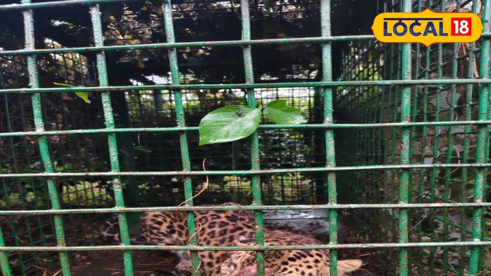 সপরিবারে ধরা পড়ল খাঁচায়, তাদের আতঙ্কে তটস্থ হয়েছিল এলাকাবাসী