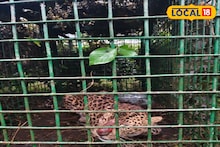 সপরিবারে ধরা পড়ল খাঁচায়, তাদের আতঙ্কে তটস্থ হয়েছিল এলাকাবাসী