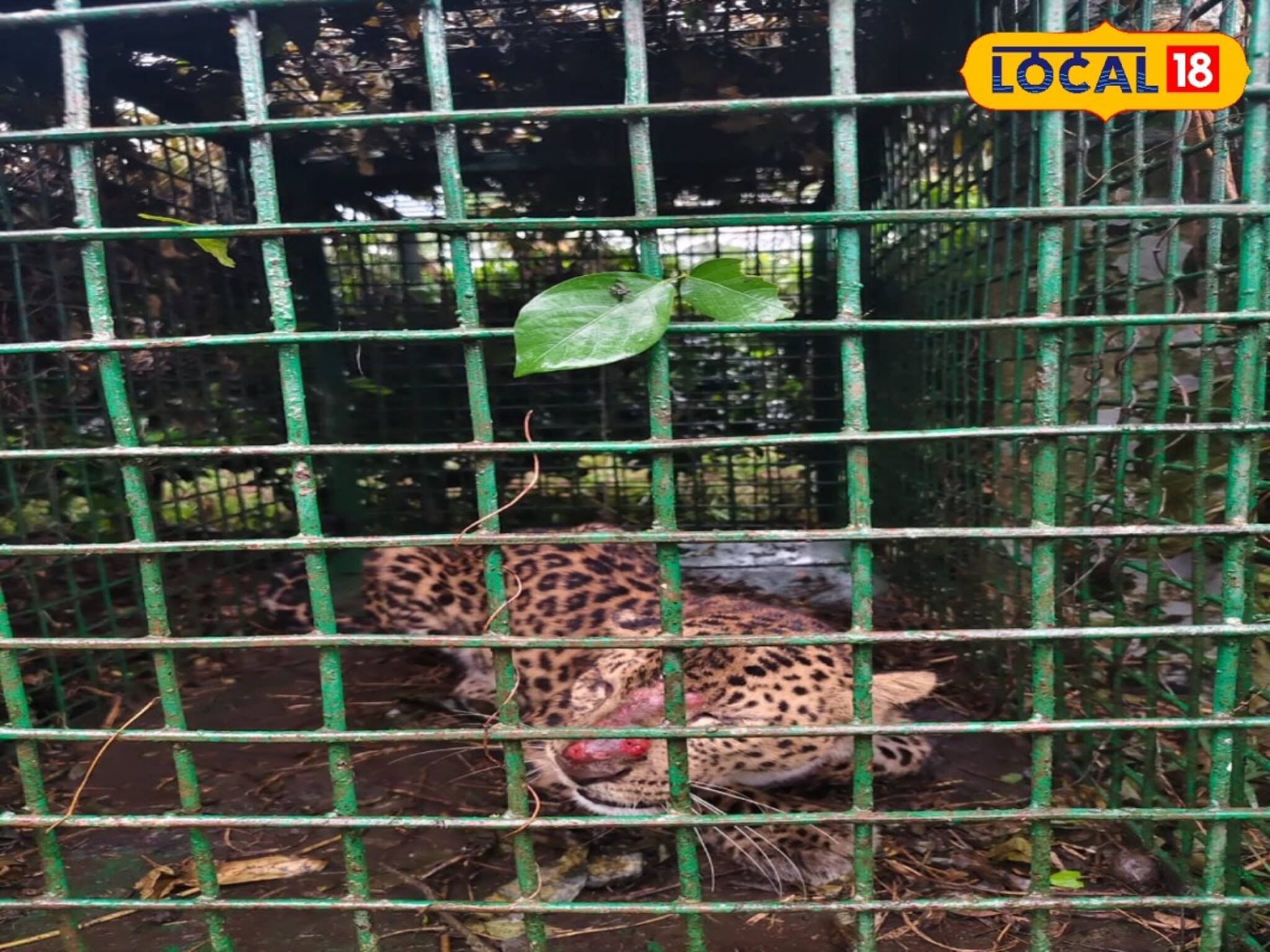 সপরিবারে ধরা পড়ল খাঁচায়, তাদের আতঙ্কে তটস্থ হয়েছিল এলাকাবাসী