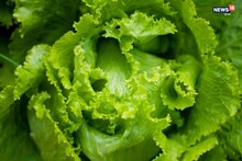 দাম দিয়ে লেটুস কেনার আর দরকার নেই, ছাদেই চাষ করে ফেলুন... আর কিনতে ইচ্ছা করবে না