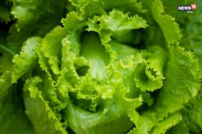 দাম দিয়ে লেটুস কেনার আর দরকার নেই, ছাদেই চাষ করে ফেলুন... আর কিনতে ইচ্ছা করবে না