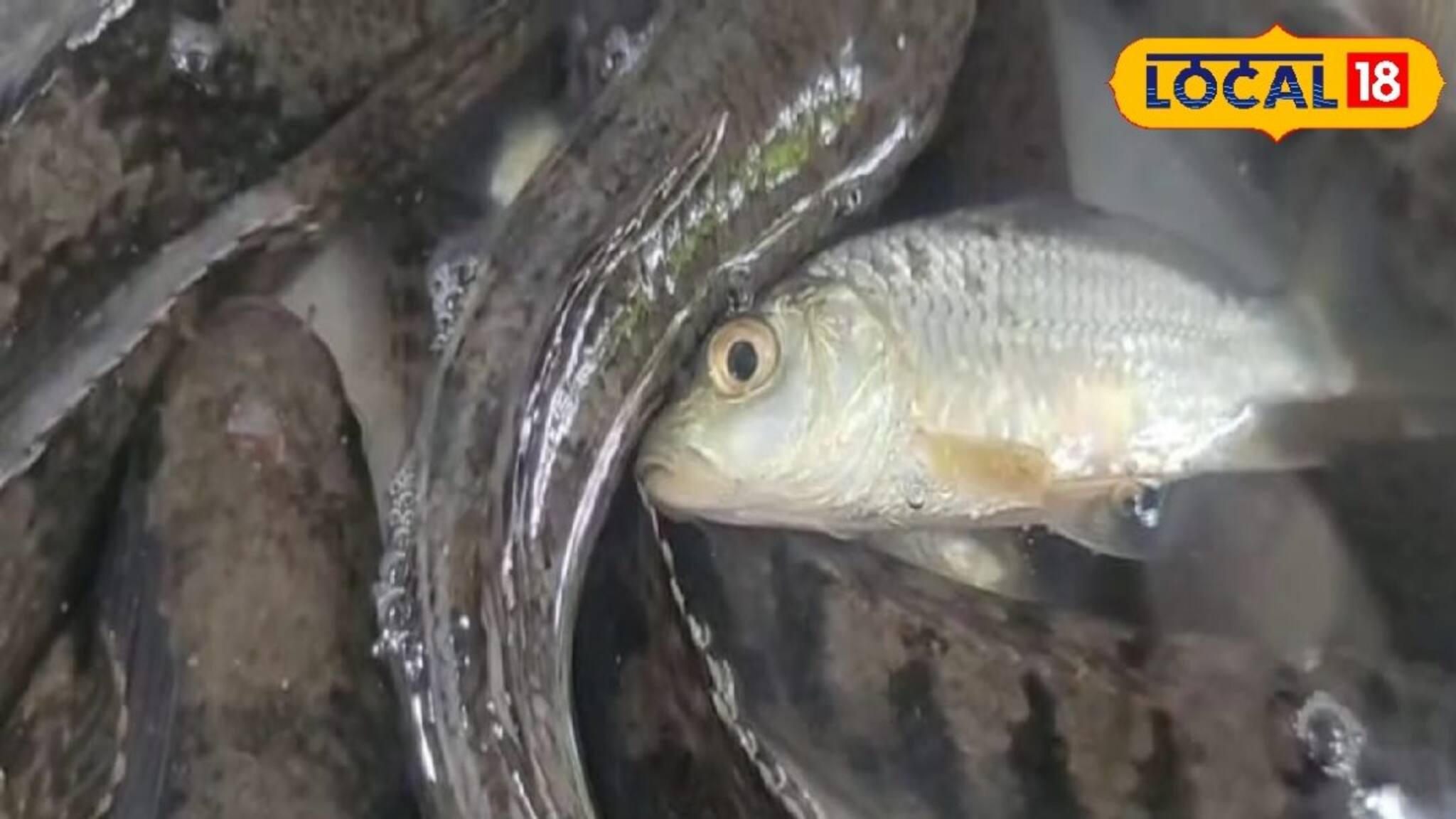 রুই-কাতলা তো চেনেন! এখানে রয়েছে পাহাড়ি মাছ চেনার সুযোগ