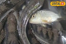 রুই-কাতলা তো চেনেন! এখানে রয়েছে পাহাড়ি মাছ চেনার সুযোগ