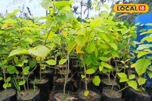 রাতের অন্ধকারে ভয়ঙ্কর ঘটনা! নার্সারিতেই কেটে ফেলা হল...! দেগঙ্গায় শোরগোল