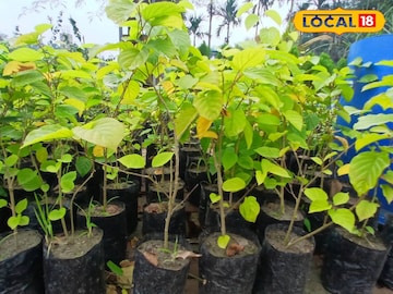 রাতের অন্ধকারে ভয়ঙ্কর ঘটনা! নার্সারিতেই কেটে ফেলা হল…! দেগঙ্গায় শোরগোল