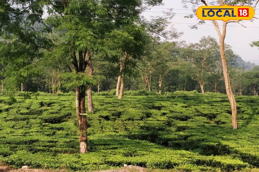 দার্জিলিং ও কালিম্পং ছেড়ে যদি জলপাইগুড়ির দিকে তাকানো যায় তাহলে সেখানেও মেঘলা আকাশ আর বৃষ্টির সম্ভাবনার কথা জানিয়েছে আবহাওয়া দফতর। জলপাইগুড়ির পাশাপাশি ডুয়ার্সেও বৃষ্টির সম্ভাবনা রয়েছে।