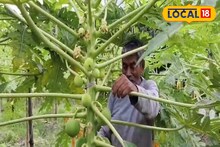 ১ লক্ষে লাভ ৪ লক্ষ টাকা! বাজারে এল নতুন প্রজাতির পেঁপে, দৃষ্টান্ত তৈরি করলেন বাংলার চাষি